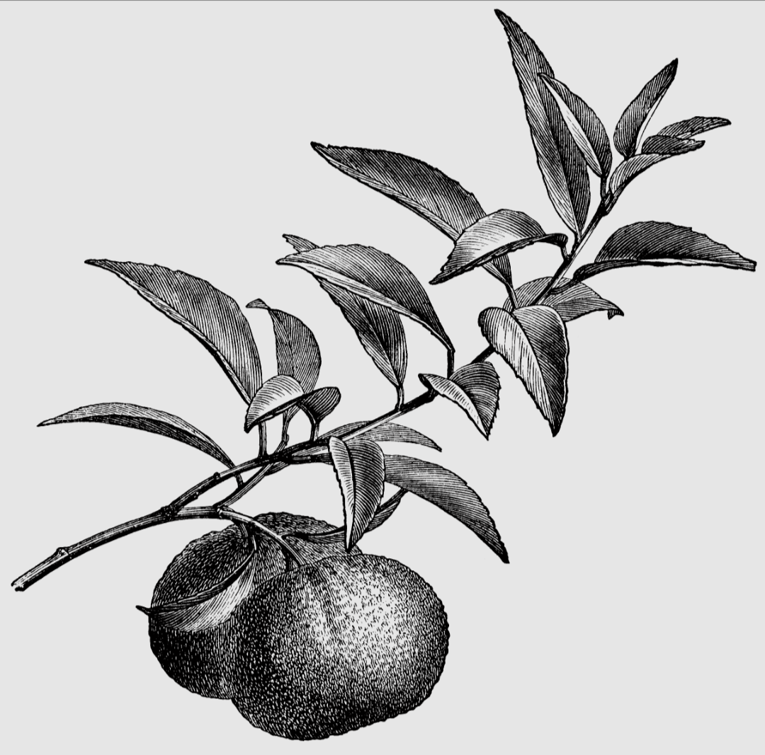 Mandarin