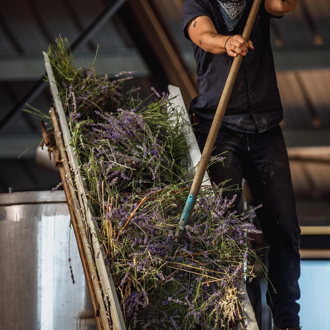 Organic Lavender